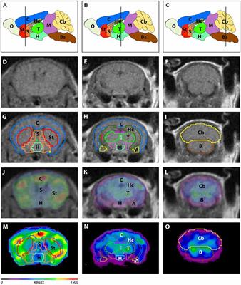 18F-FDG-PET Detects Drastic Changes in Brain Metabolism in the Tg4–42 Model of Alzheimer’s Disease